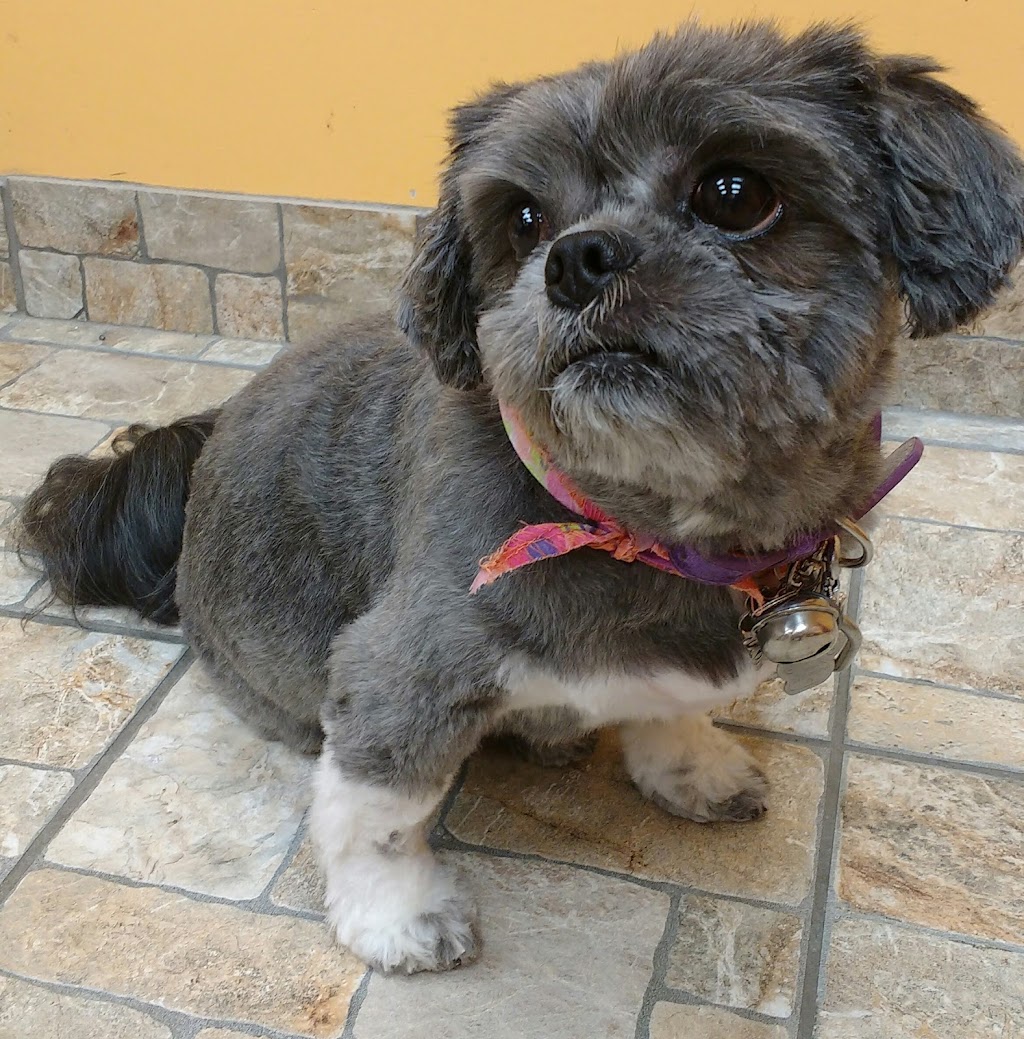 Boutique Golden Paws | 4830 Rue René-Émard, Pierrefonds, QC H9A 2Y1, Canada | Phone: (514) 620-1158