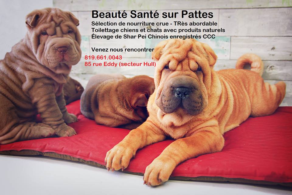 Beaute Sante Sur Pattes | 121 Rue Eddy, Gatineau, QC J8X 2W3, Canada | Phone: (819) 661-0043