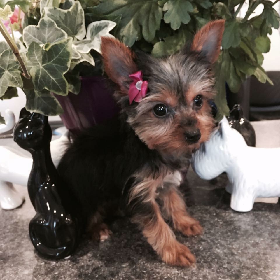 Abbotsford Dog & Cat Grooming | 34365 Old Yale Rd #34365, Abbotsford, BC V2S 2K6, Canada | Phone: (604) 859-3647