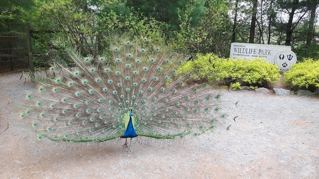 Shubenacadie Provincial Wildlife Park | 149 Creighton Rd, Shubenacadie, NS B0N 2H0, Canada | Phone: (902) 758-2040