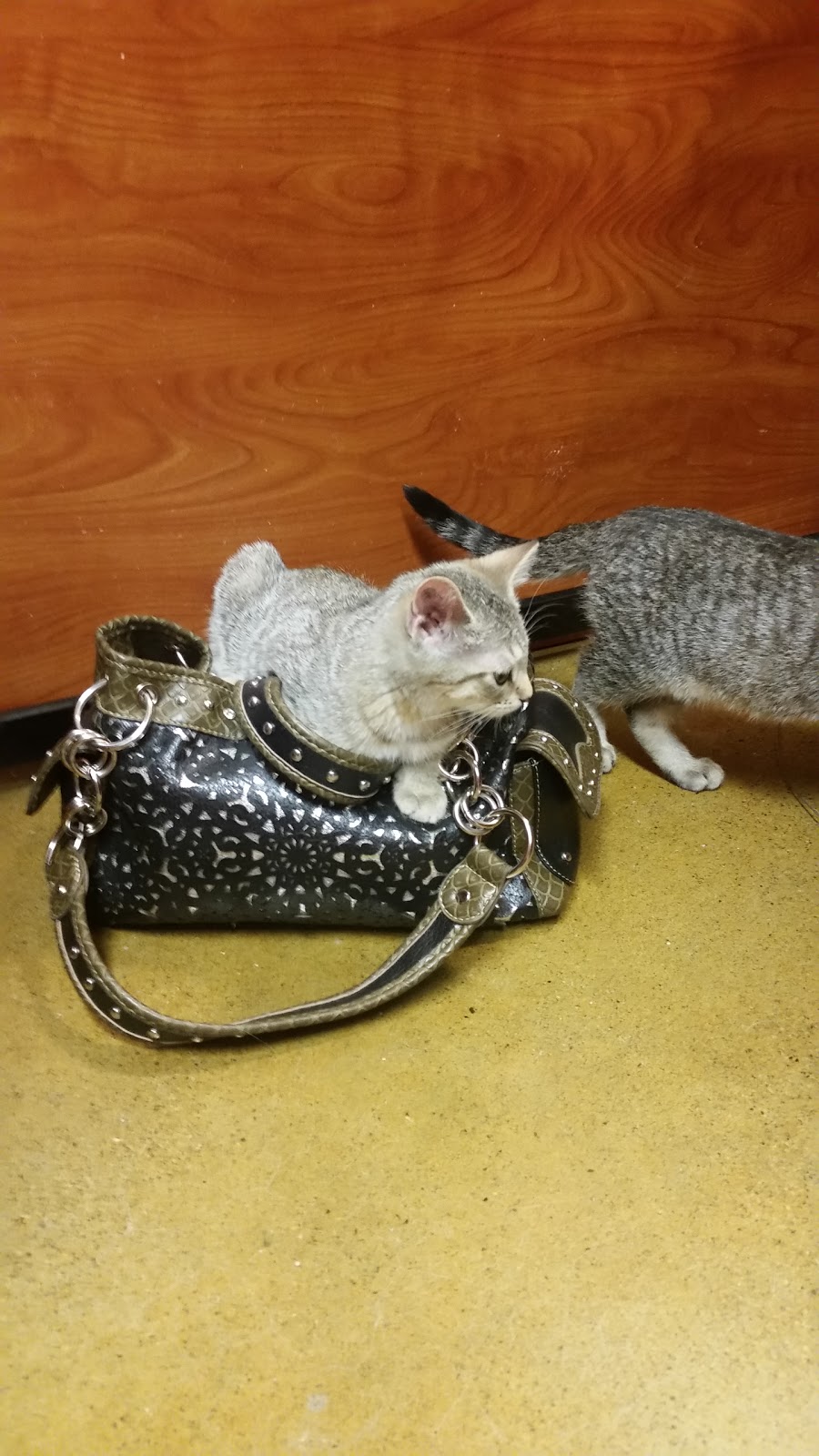 PetSmart | 200 Southridge Dr Ste 681, Okotoks, AB T1S 0B2, Canada | Phone: (403) 995-8412