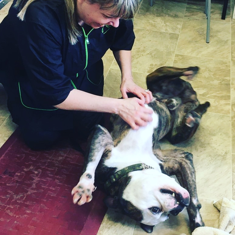 Best Pals Grooming | 6 Shakespeare Crescent, Barrie, ON L4N 6C4, Canada | Phone: (705) 739-1965
