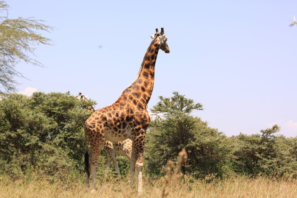 Kip Travels - Explore East Africa in Luxury, Style and Comfort | 2582 Lavinia Rd Unit 1, Shawnigan Lake, BC V0R 2W2, Canada | Phone: 0724 170102