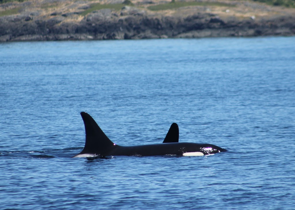 Western Prince Whale Watching | 1 Spring St Suite A, Friday Harbor, WA 98250, USA | Phone: (360) 378-5315