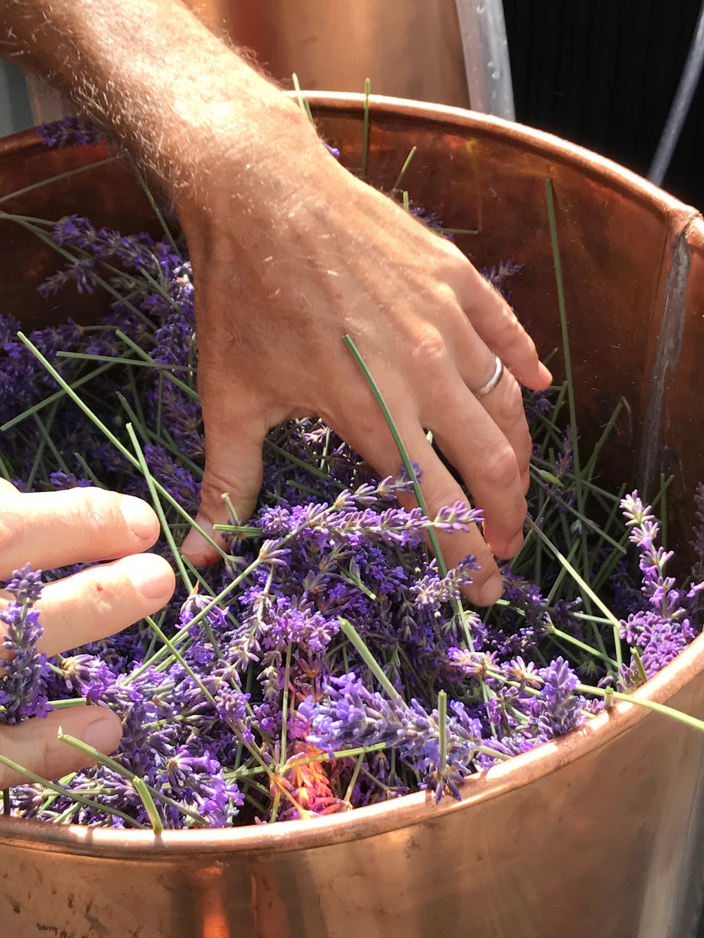 Lavender and Black Aromatic Fields | 256 Pringle Farm Rd, Salt Spring Island, BC V8K 2Y2, Canada | Phone: (778) 875-1877