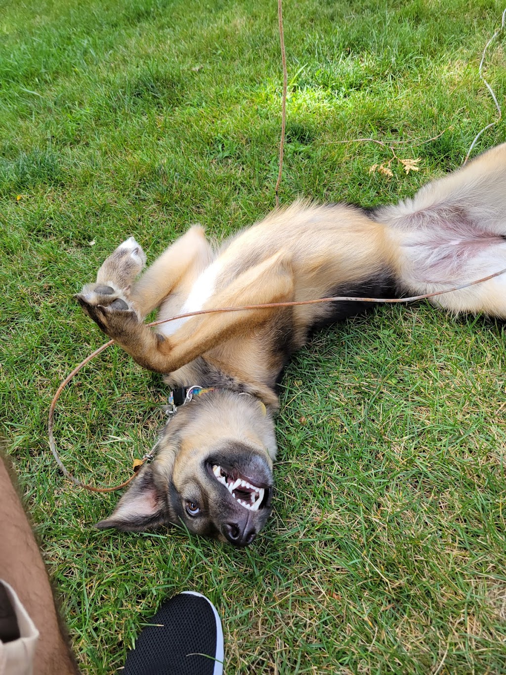 Big Puppy love | 313 Percy St, Waubaushene, ON L0K 2C0, Canada | Phone: (416) 697-8330