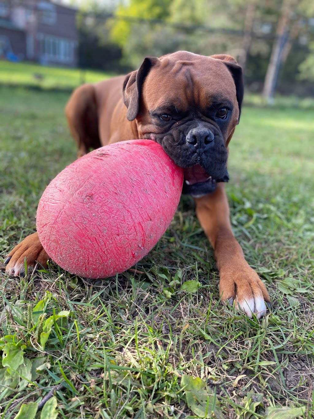 Furry Friends Pet Resort | 5455 Langmaid Rd, Hampton, ON L0B 1J0, Canada | Phone: (905) 725-6210