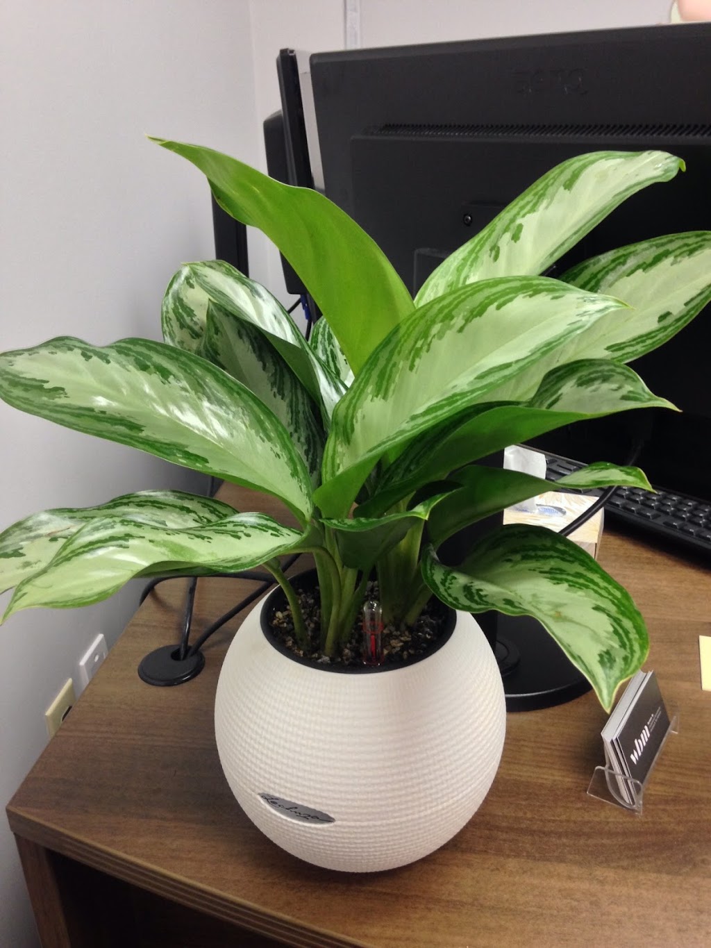 Tropical Paradise Gardens | 123 Maple Crescent, Freelton, ON N0B 2J0, Canada | Phone: (905) 923-8100