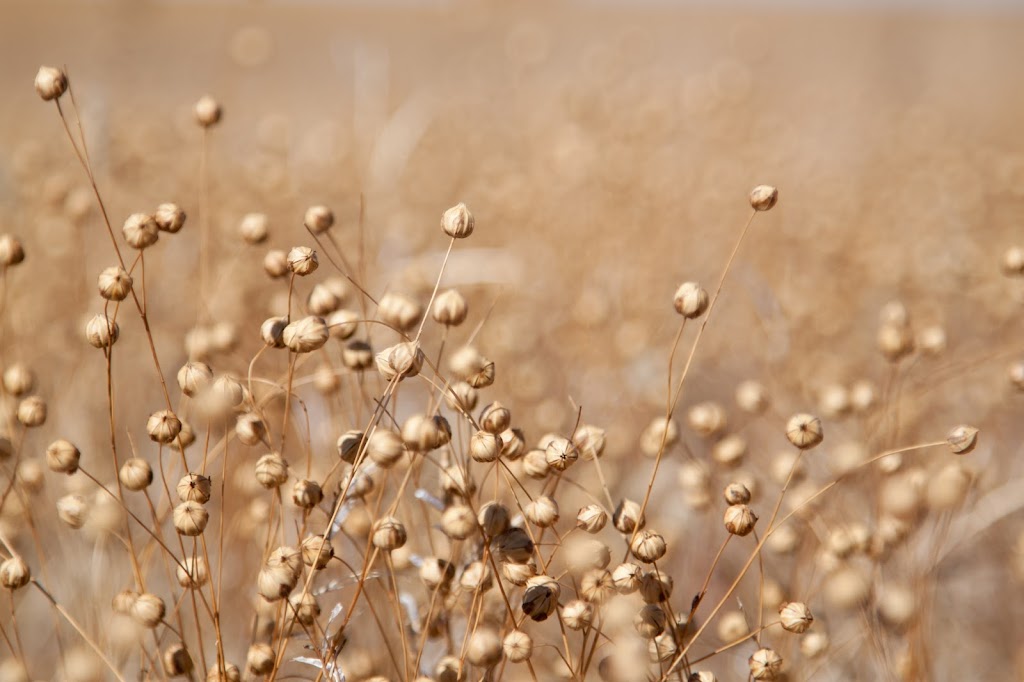 Crestview Organic Farms | Box 1506, Assiniboia, SK S0H 0B0, Canada | Phone: (306) 642-4096