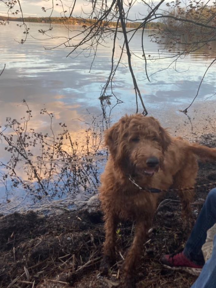 Daisy’s Golden Doodles | 1064 Bronk Rd, Belleville, ON K0K 2V0, Canada | Phone: (613) 242-5754