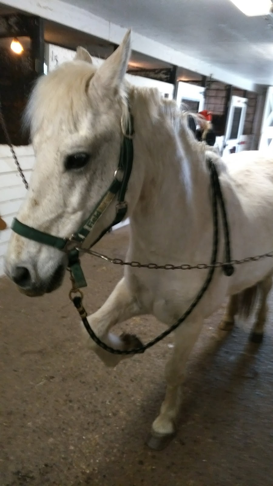 Central Ontario Developmental Riding Program | 584 Pioneer Tower Rd, Kitchener, ON N2P 2W7, Canada | Phone: (519) 653-4686