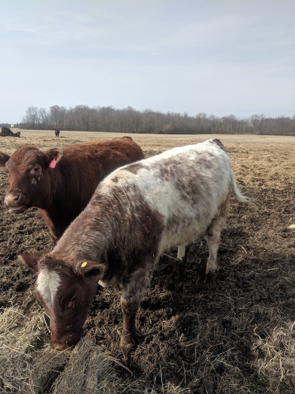 Glenrothes Farm | B1265, ON-48, Beaverton, ON L0K 1A0, Canada | Phone: (705) 426-9832