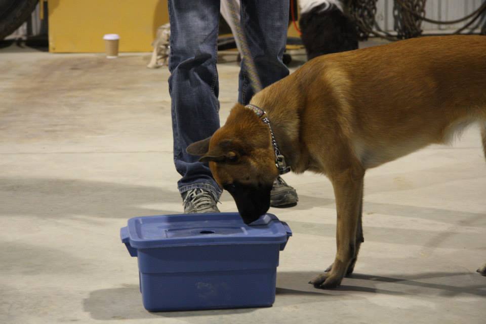 Pawsitive Canine Connection | RR#2, 6444 Line 86, West Montrose, ON N0B 2V0, Canada | Phone: (519) 500-3594