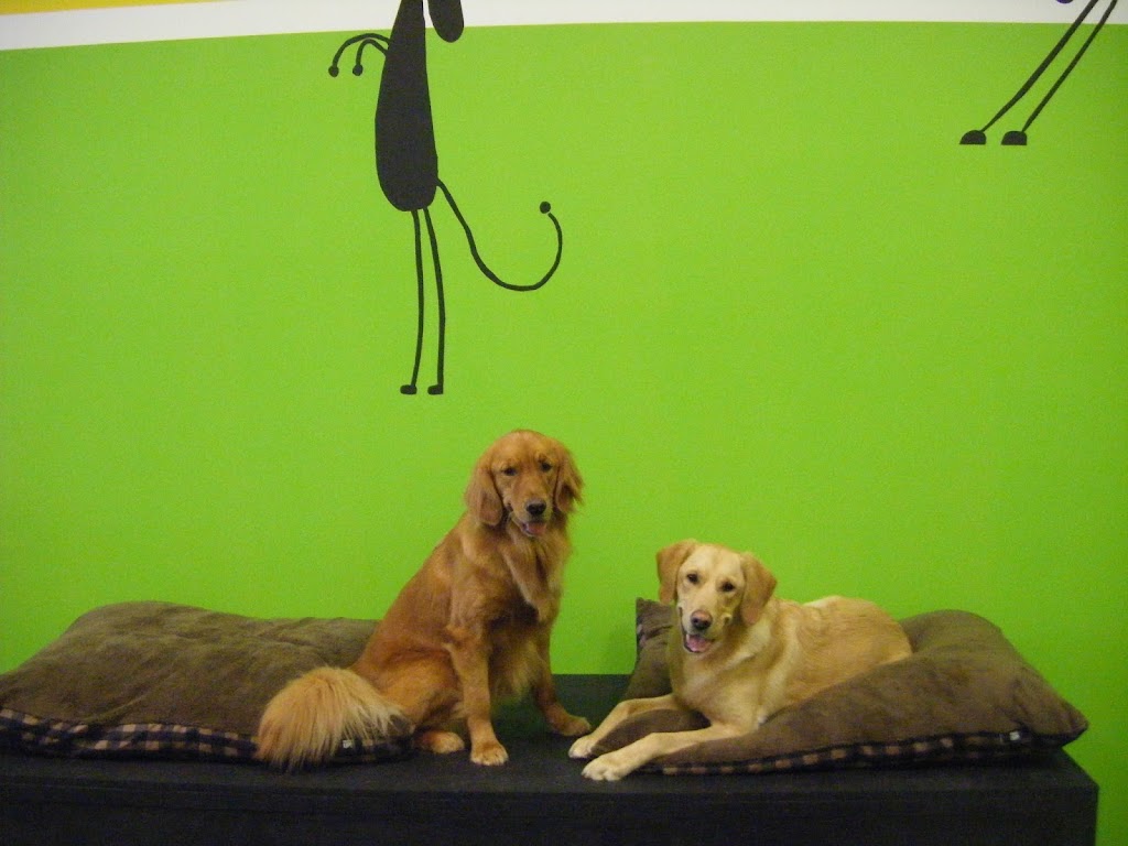 Canine Comforts | 12612 Hwy 50 #11a, Bolton, ON L7E 1T6, Canada | Phone: (905) 857-2733