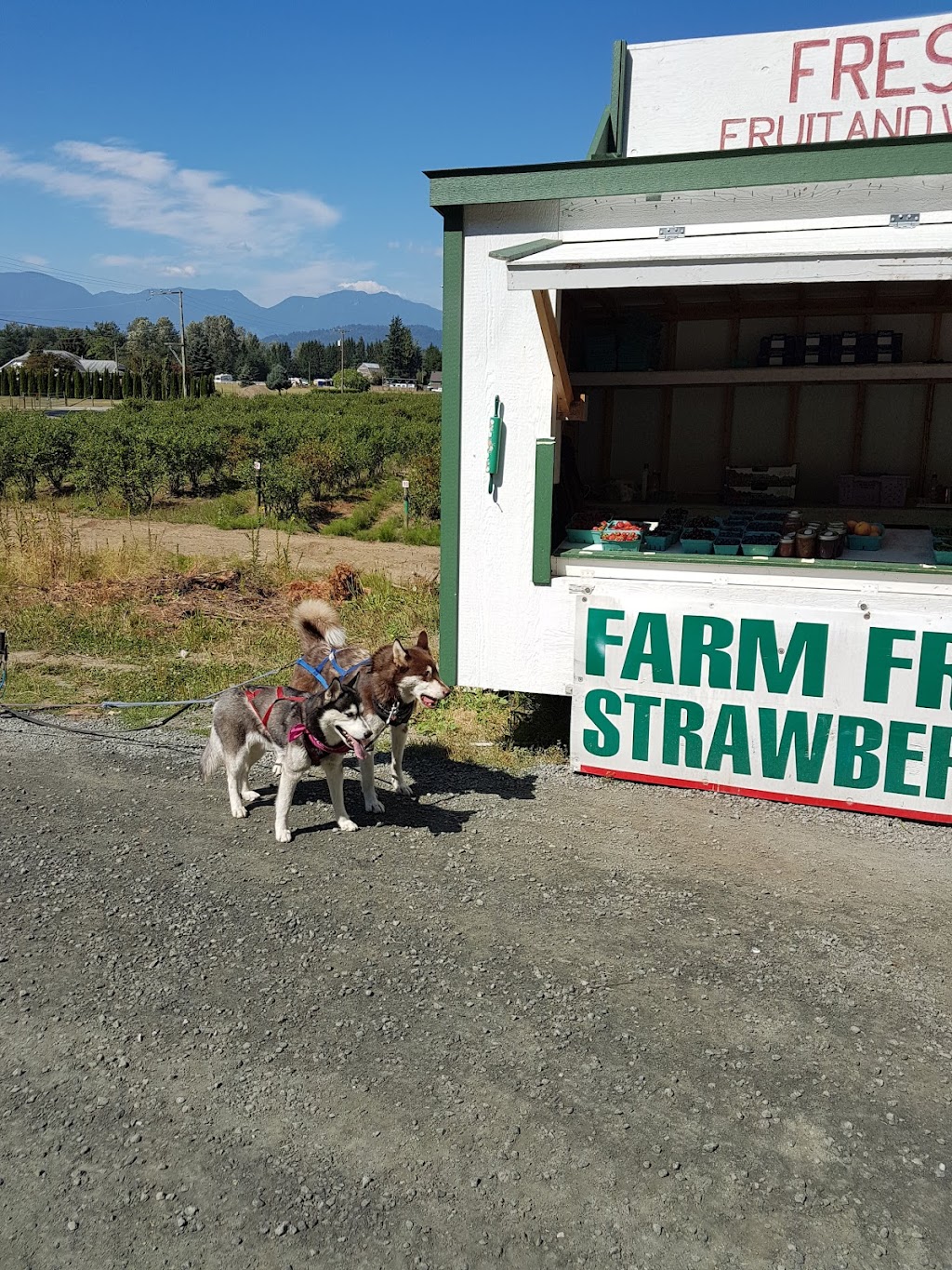 Polderside Farms Inc | 4843 Giesbrecht Rd, Chilliwack, BC V2R 4R1, Canada | Phone: (604) 823-7324
