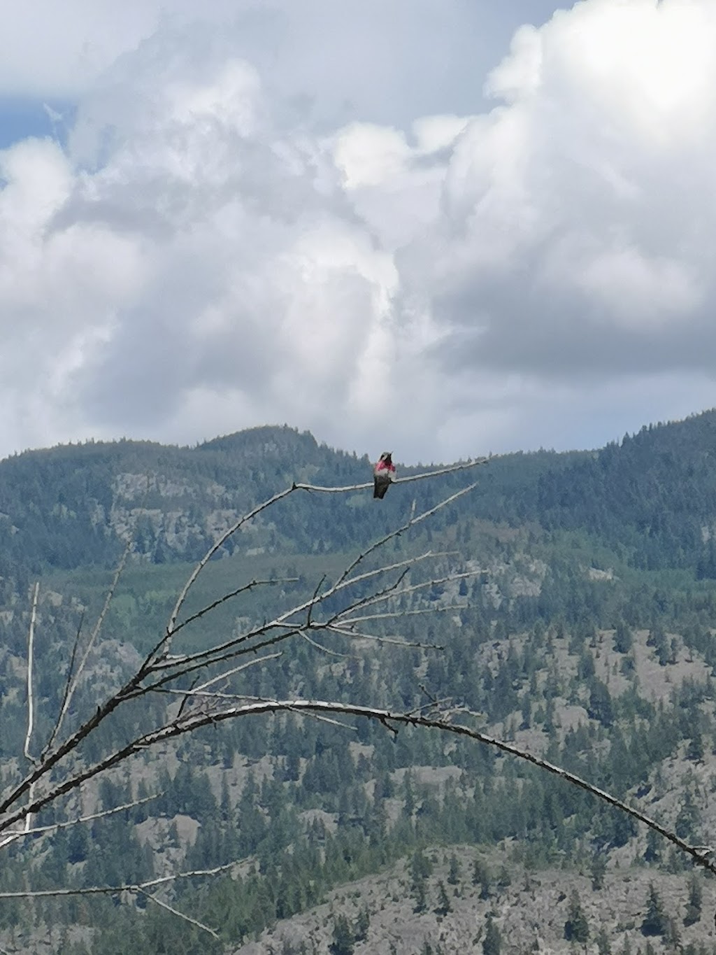 Peach Cliff Hike Trail Head | 3860-4094 McLean Creek Rd, Okanagan Falls, BC V0H 1R1, Canada