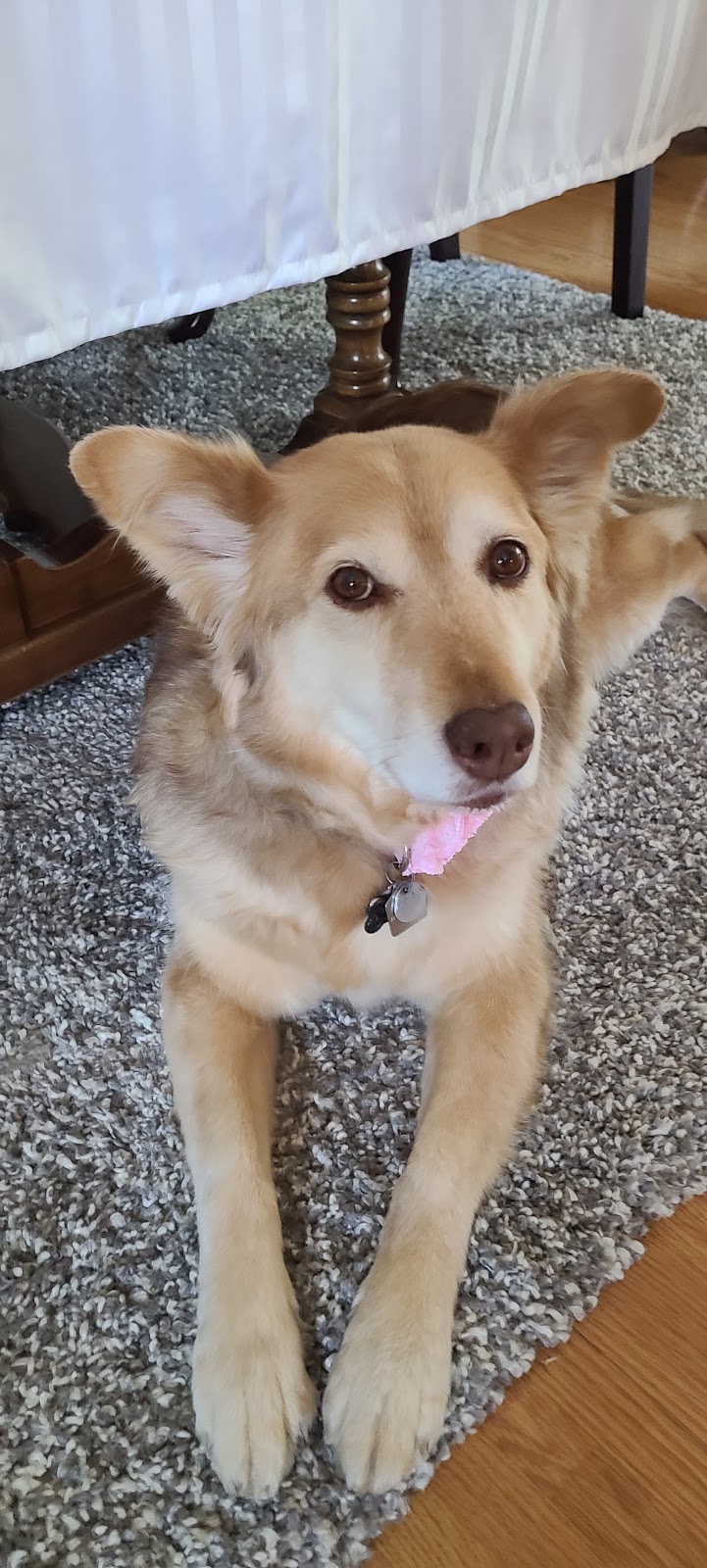 Sheena’s Pet Services | 50 Fireside Gate #7108, Cochrane, AB T4C 2A3, Canada | Phone: (587) 434-1869