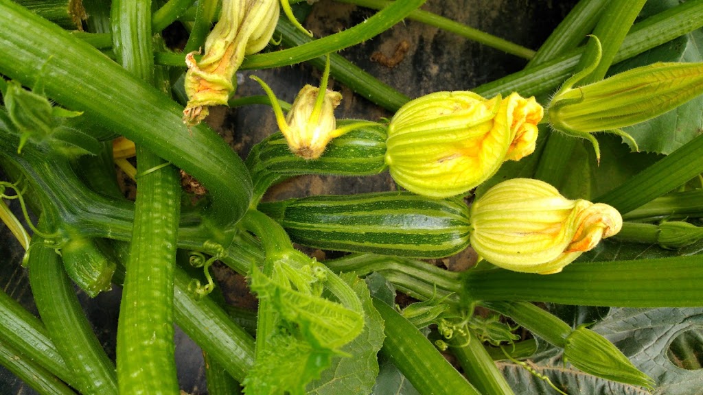 William Dam Seeds | 279 Hamilton, Regional Rd 8, Dundas, ON L9H 5E1, Canada | Phone: (905) 628-6641