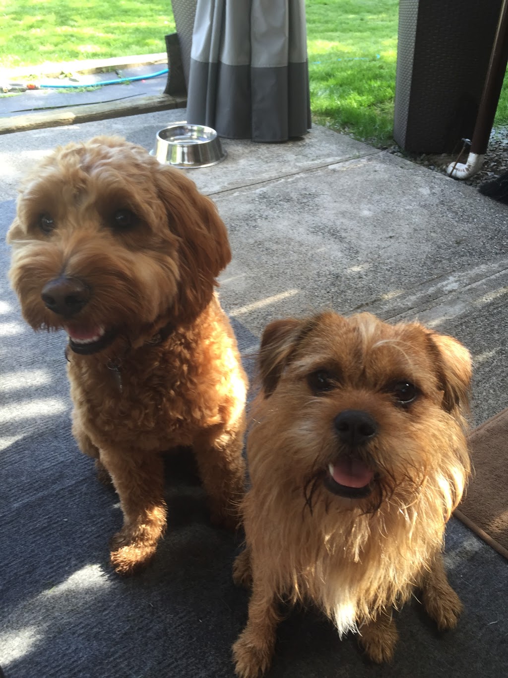 Doggy Dos & Donts | 3510 Bishop Pl, Coquitlam, BC V3E 0K2, Canada | Phone: (778) 896-5600