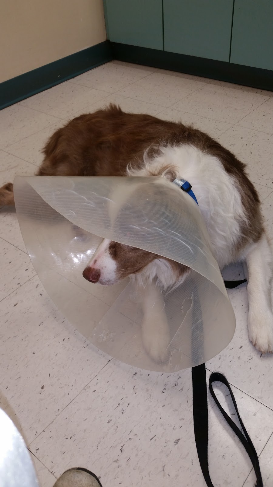 Thickson Road Pet Hospital | 1650 Victoria St E, Whitby, ON L1N 9L4, Canada | Phone: (905) 434-2885
