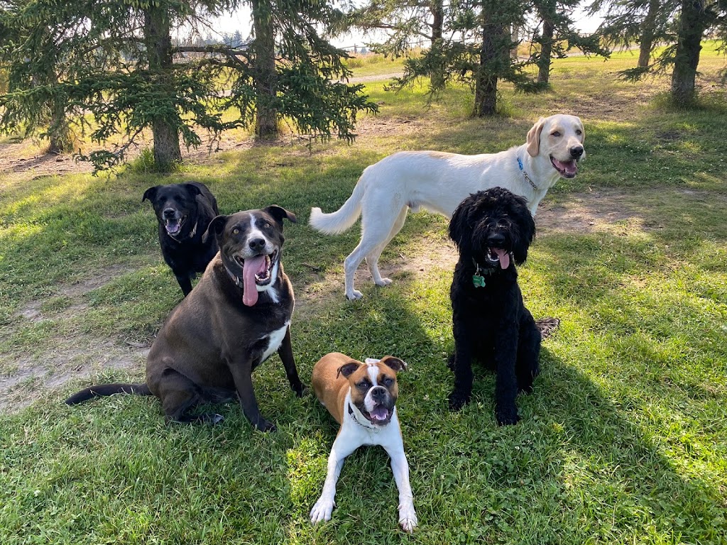 Coris K9 Training | 8545 44 Ave NW, Calgary, AB T3B 2R4, Canada | Phone: (403) 816-8811