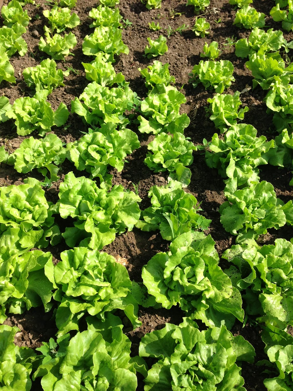 Our Fathers Farm | 1050 Ontario 5, Dundas, ON L9H 5E2, Canada | Phone: (905) 628-8195
