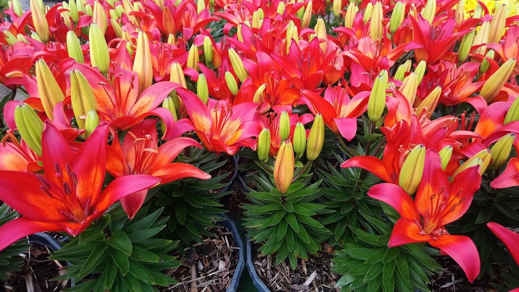 JRT Nurseries Inc. | 2396 272 St, Aldergrove, BC V4W 2R1, Canada | Phone: (604) 856-5552