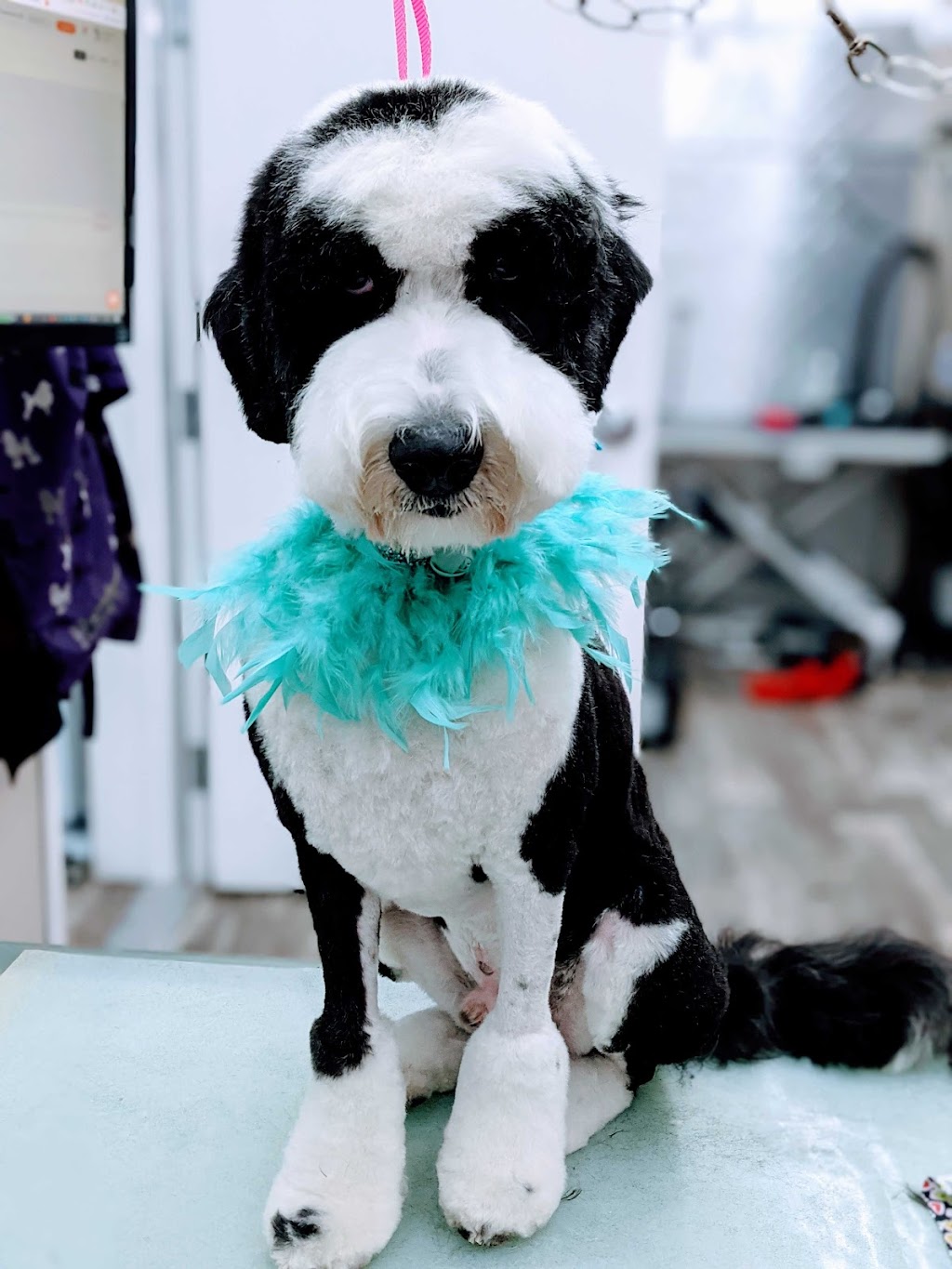 Itzaclip! Doggy Day Spa | 6004 Imperial Way #3, Olds, AB T4H 1M5, Canada | Phone: (403) 556-3000