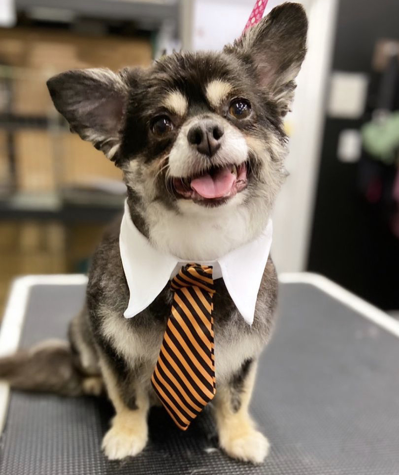 Groomer Has It | 3165 Lakefield Rd, Peterborough, ON K9J 6X5, Canada | Phone: (705) 652-0777