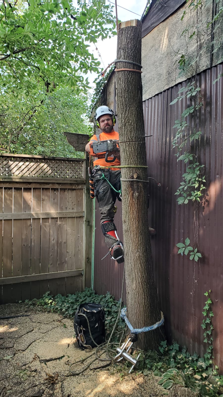 Tandem Tree Service | 641 Annland St, Pickering, ON L1W 1A9, Canada | Phone: (647) 467-8733