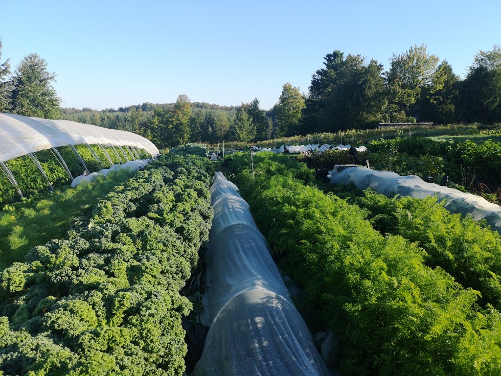 Artisan Maraîcher | 431 A Chemin Corey, Ayers Cliff, QC J0B 1C0, Canada | Phone: (819) 580-7827
