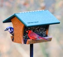 Wild Birds Unlimited | 987 Gordon St, Guelph, ON N1G 4W3, Canada | Phone: (519) 821-2473