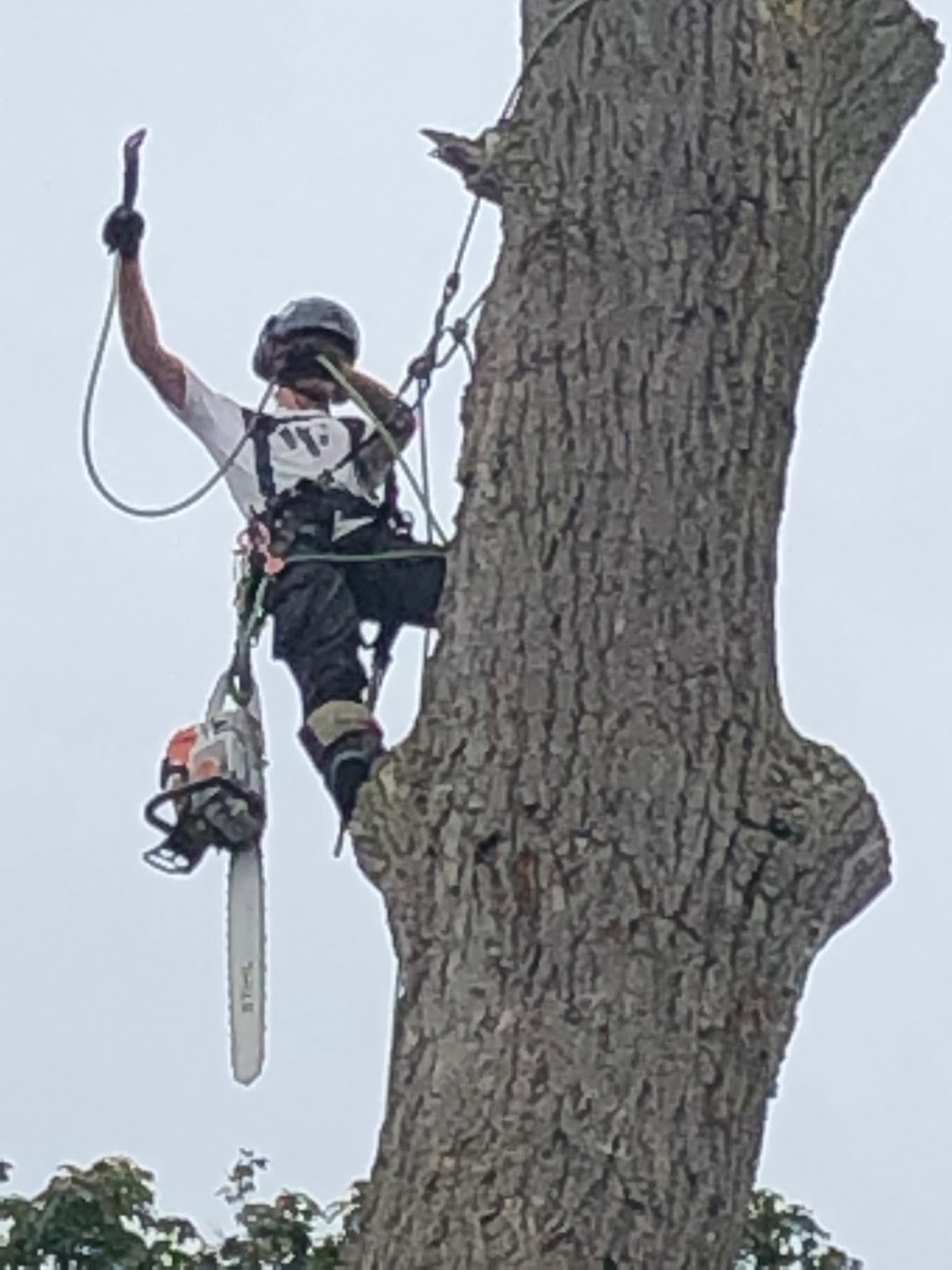 Tree 33 | 120 White Pine Crescent, Pickering, ON L1V 6S4, Canada | Phone: (647) 982-8733