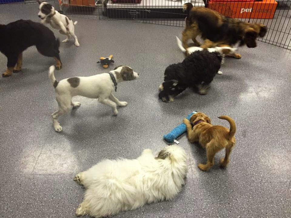 Just Doggin It Adventures Ltd. | 6611 Bear Lake Rd, Mesachie Lake, BC V0R 2N0, Canada | Phone: (250) 580-8364