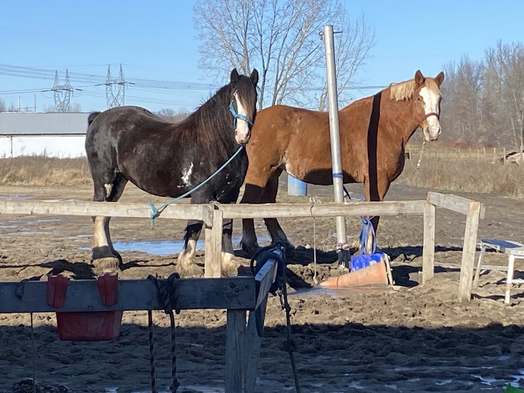 Ranch Liberté | 324 Côte Saint-Jean, Saint-Roch-de-Richelieu, QC J0L 2M0, Canada | Phone: (450) 743-9444