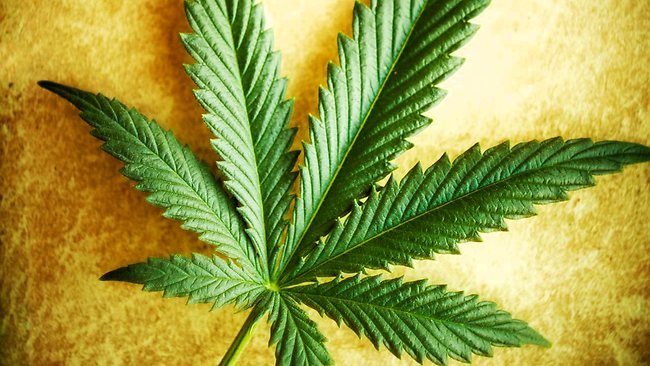 CBD Oil for Health | 26 Kincora St NW, Calgary, AB T3R 0N4, Canada | Phone: (403) 462-6624