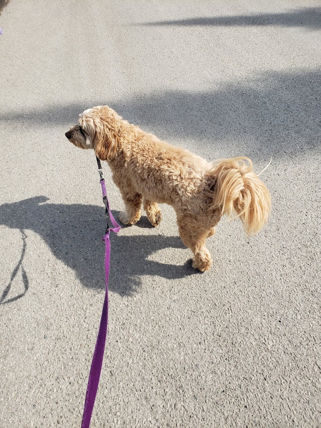 Julspops Dog Walking & Pet/House Sitting Services | 26 Mark St, London, ON N5V 2G5, Canada | Phone: (226) 228-9418