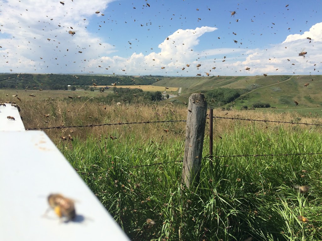 Honey Meadows Farm Inc | 290045 192st East, AB T1S 4A3, Canada | Phone: (403) 701-2804