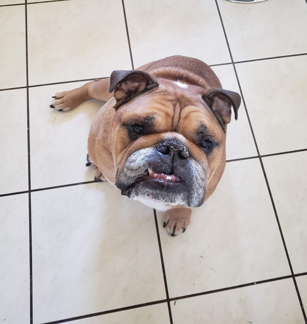 Four Paws and A Cause | 200 Preston Pkwy B3, Cambridge, ON N3H 5N1, Canada | Phone: (519) 650-7297