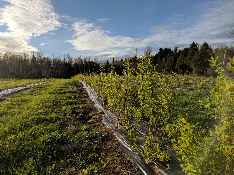 BerryGood Farms | 2295 County Rd 43, Kemptville, ON K0G 1J0, Canada