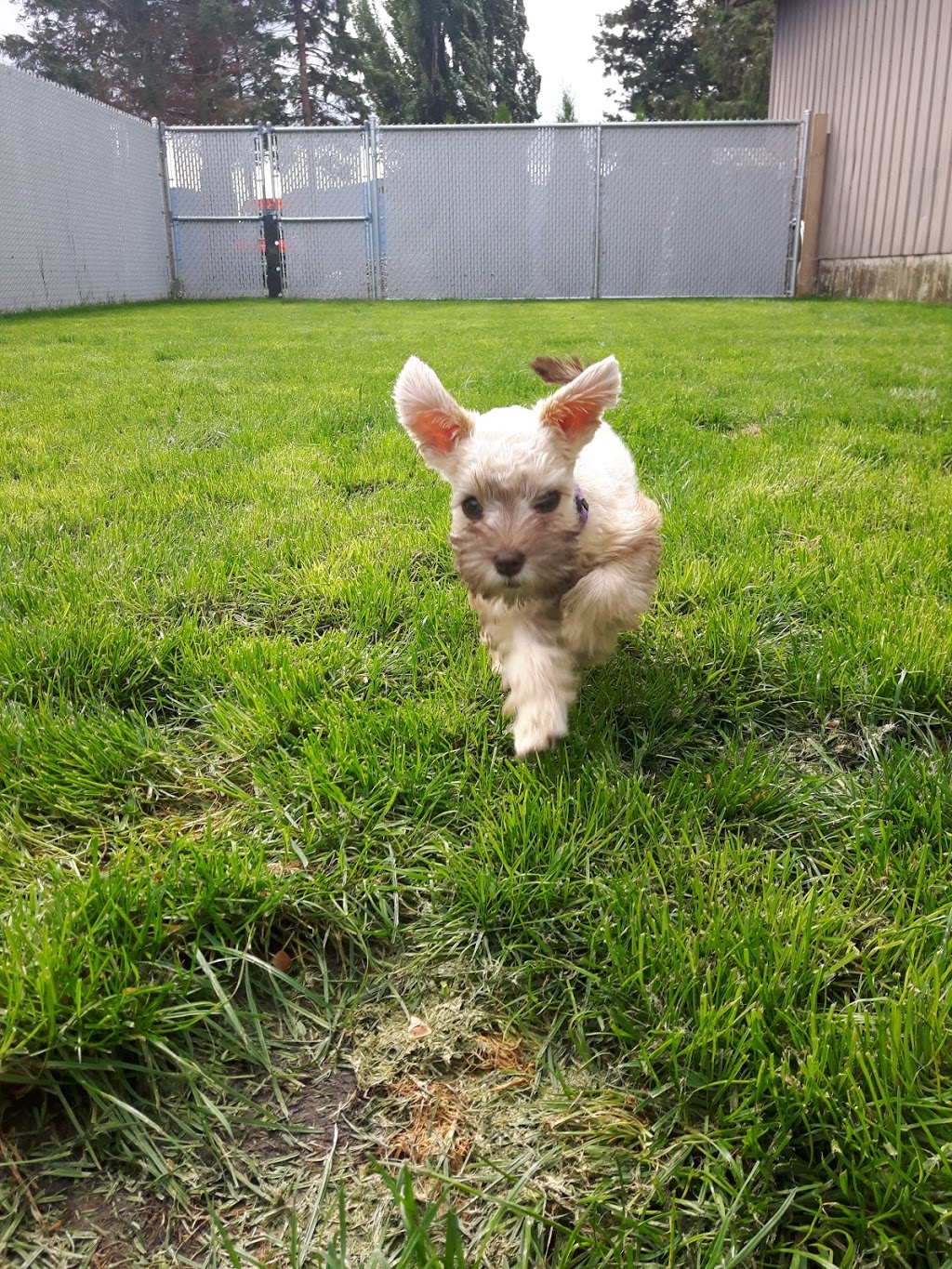 Green Acres Pet Care Centre | 2266 McDermott Rd, Abbotsford, BC V3G 2J7, Canada | Phone: (604) 504-7796