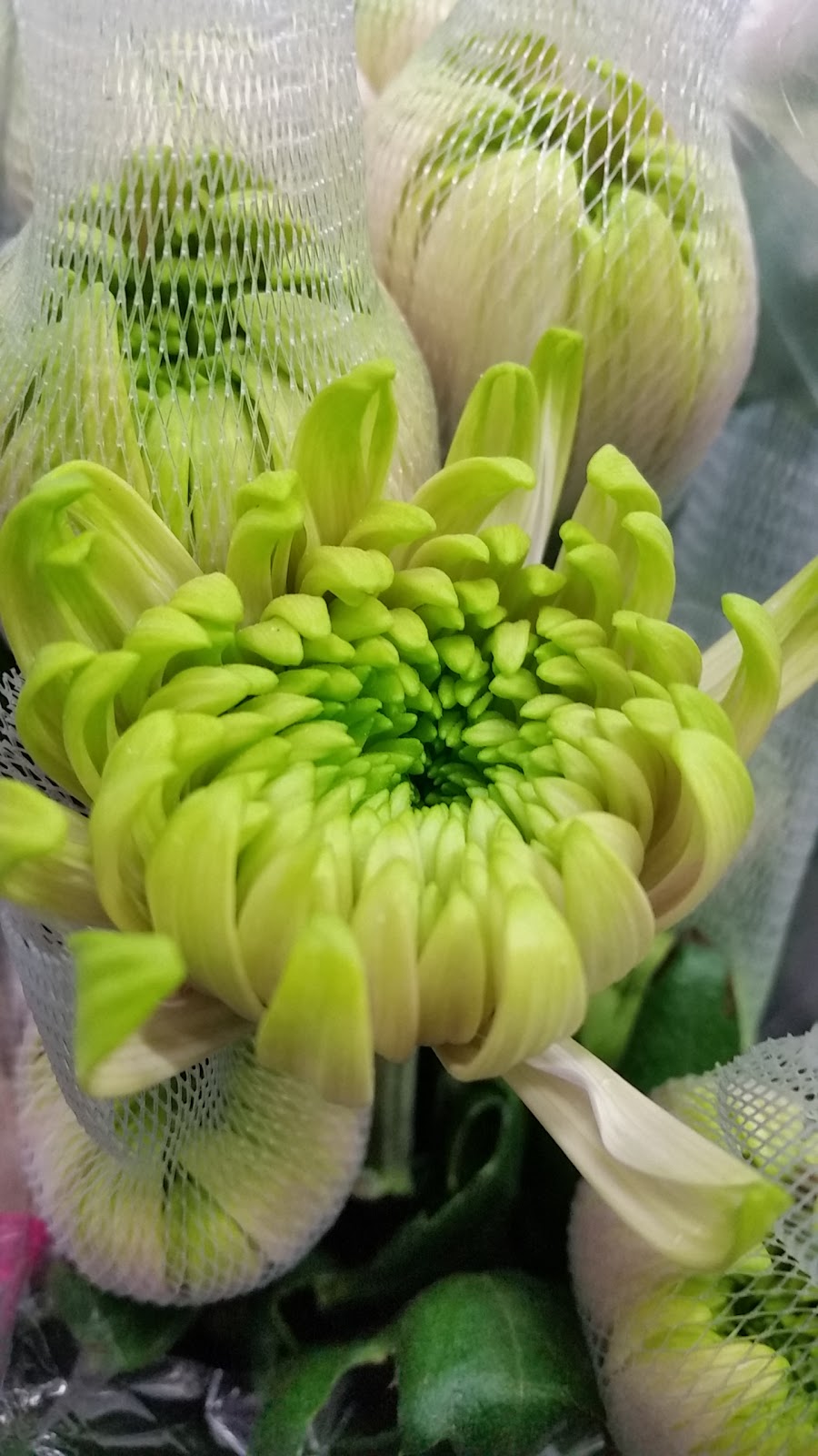 Fair Trade Floral | 7125 Pacific Cir #7, Mississauga, ON L5T 2A5, Canada | Phone: (905) 696-0440