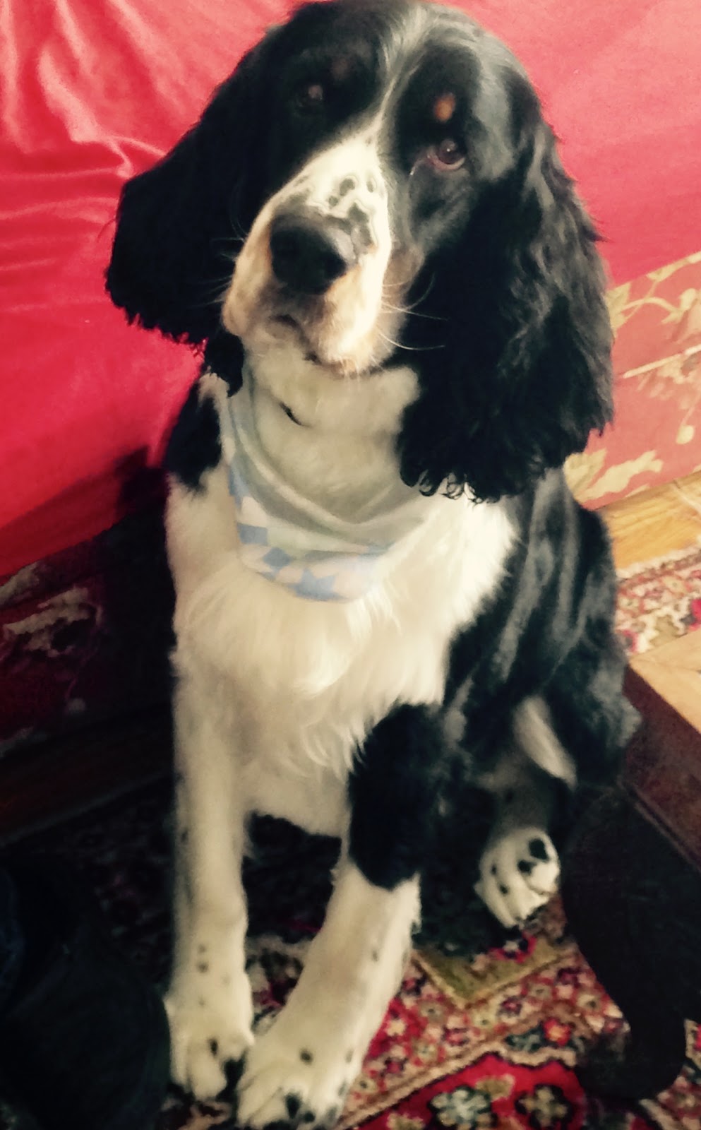 Golf Glen Veterinary Clinic | 15570 Yonge St, Aurora, ON L4G 1P2, Canada | Phone: (905) 727-3003