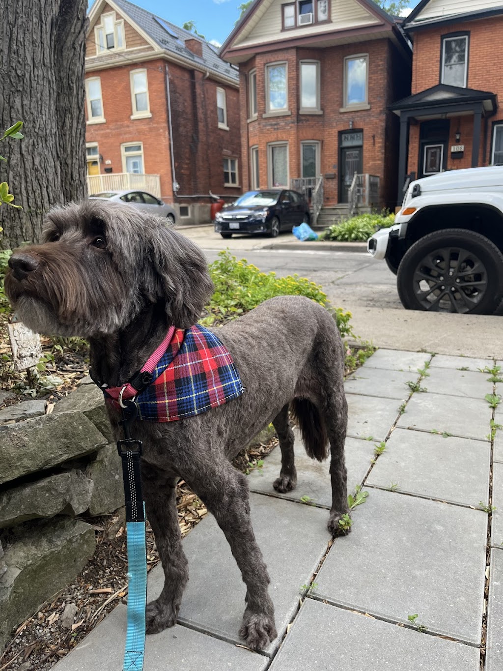Muttedly Pawsome Dog Grooming | 86 Inchbury St, Hamilton, ON L8R 3B5, Canada | Phone: (289) 684-3469