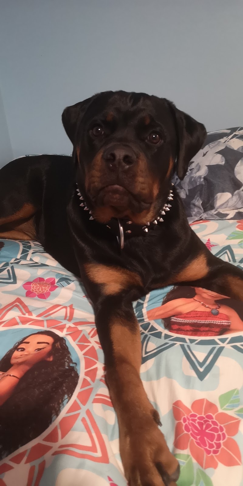 Rotherwood Kennel Rottweiler | Erie Ave S RR 2, Fisherville, ON N0A 1G0, Canada | Phone: (905) 779-0769