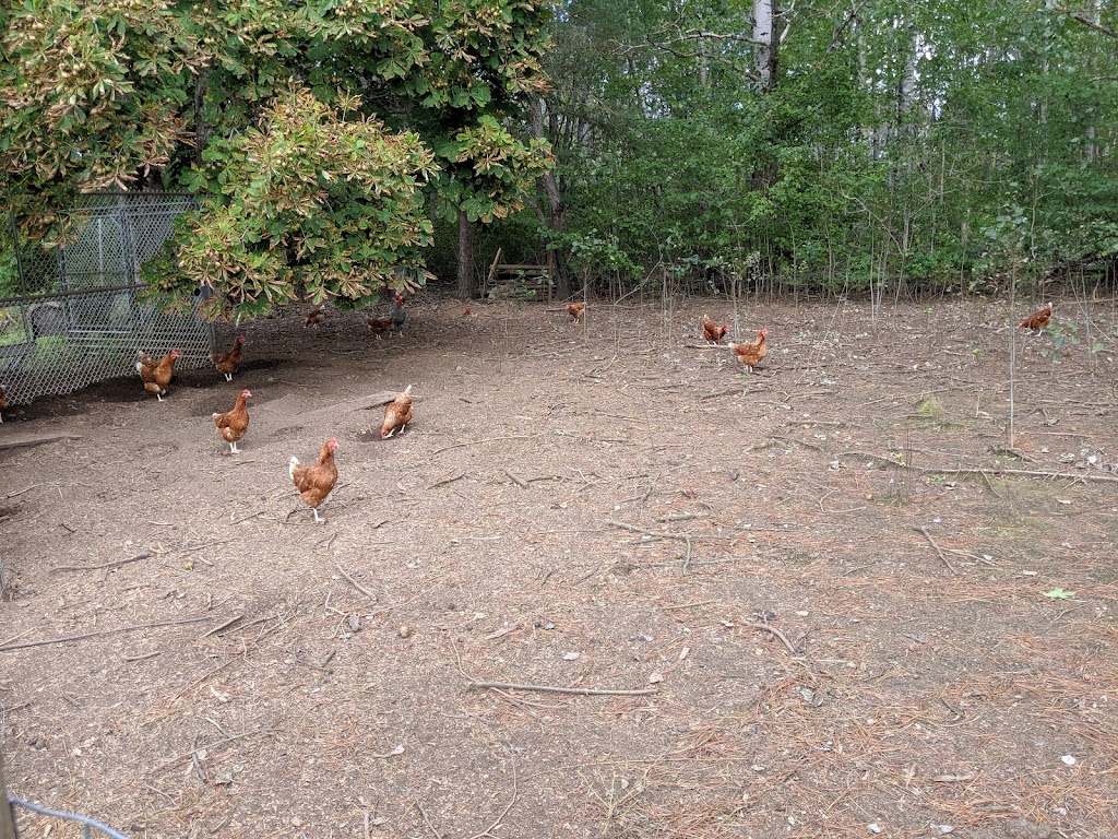 MoorBern Farm | 1438 NS-236, Scotch Village, NS B0N 2G0, Canada | Phone: (902) 757-1666