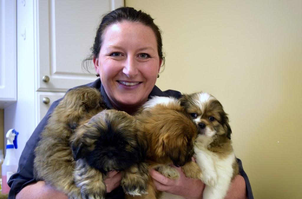 Romeo Pet Hospital | 782 Downie St, Stratford, ON N5A 1Y7, Canada | Phone: (519) 272-2100