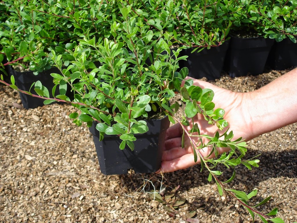 Ground Covers Unlimited | 1045 Porter Rd, Bethany, ON L0A 1A0, Canada | Phone: (705) 277-3005