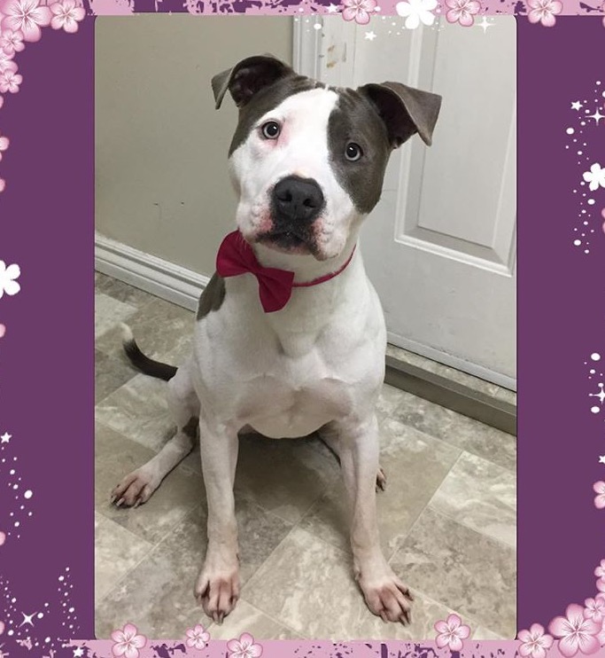 Adorable Pet Grooming & Boutique | 340 Henry St Unit # 19, Brantford, ON N3T 6L2, Canada | Phone: (519) 770-5041