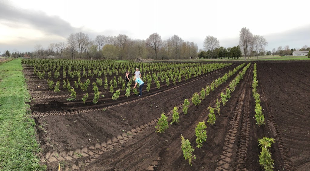 Little Creek Tree Farm | 20021 Heritage Rd, Thorndale, ON N0M 2P0, Canada | Phone: (519) 671-8733